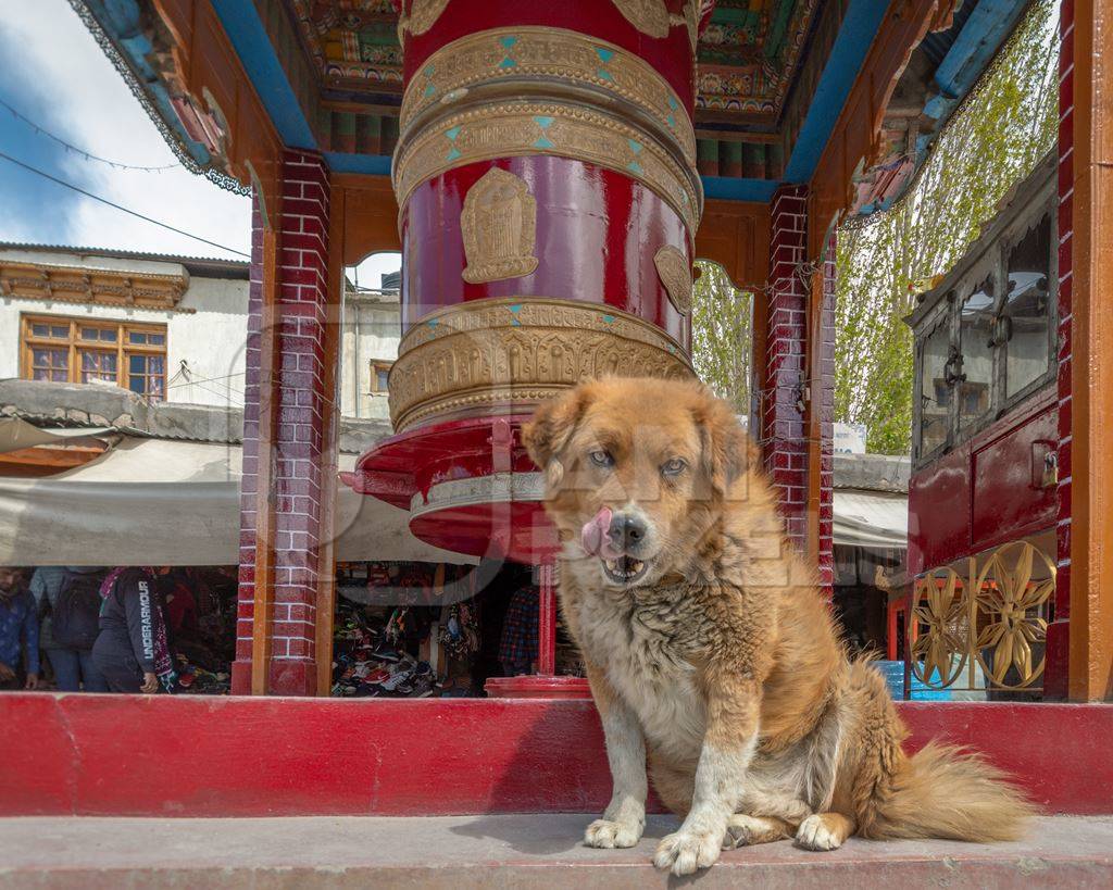 Indian street or stray dog in Ladakh in the mountains of the Himalayas sitting next to red prayer wheels