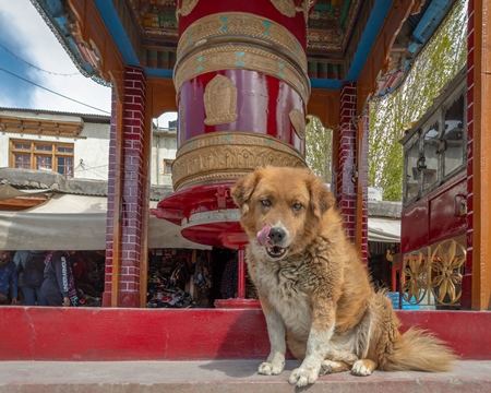 Indian street or stray dog in Ladakh in the mountains of the Himalayas sitting next to red prayer wheels