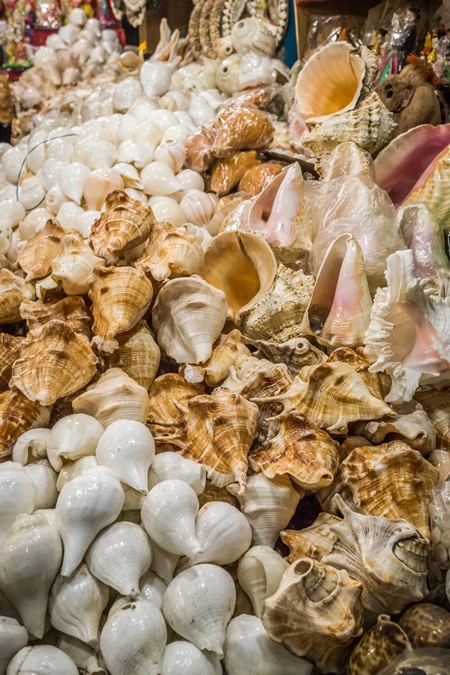 Marine shells for sale in shop in tourist beach resort in Goa, India