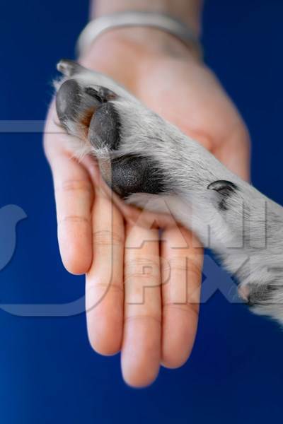 Person or human holding paw of cute pet dog in hand with blue background