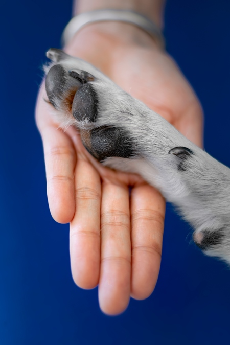 Person or human holding paw of cute pet dog in hand with blue background