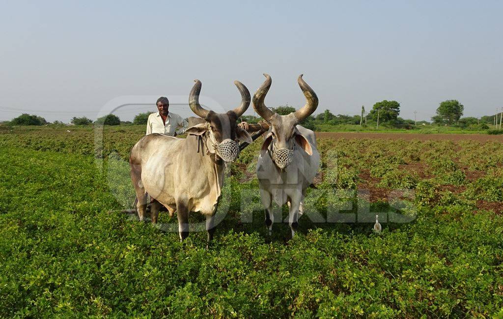 Kankrej bullocks in Gujurat pulling a plough through a field with farmer