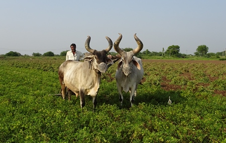 Kankrej bullocks in Gujurat pulling a plough through a field with farmer