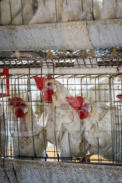 Indian egg laying chickens or layer hens in small battery cages on an egg farm, Maharashtra, India, 2022