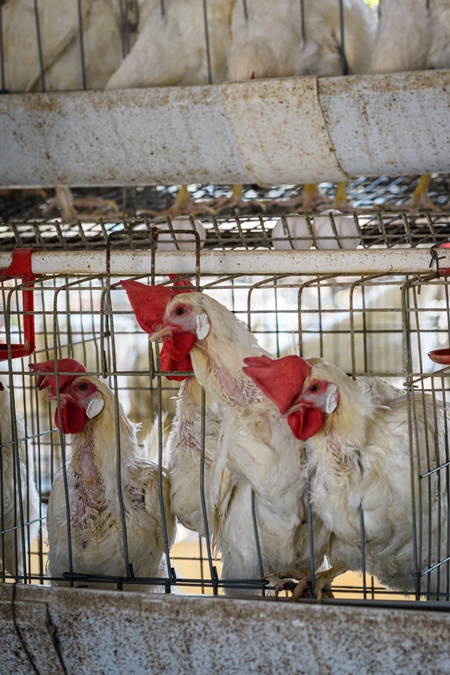 Indian egg laying chickens or layer hens in small battery cages on an egg farm, Maharashtra, India, 2022