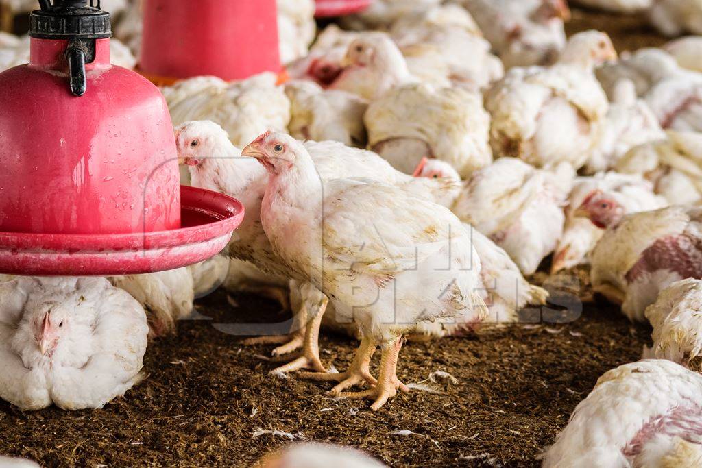 White broiler chickens raised for meat on a large poultry broiler farm in Maharashtra in India