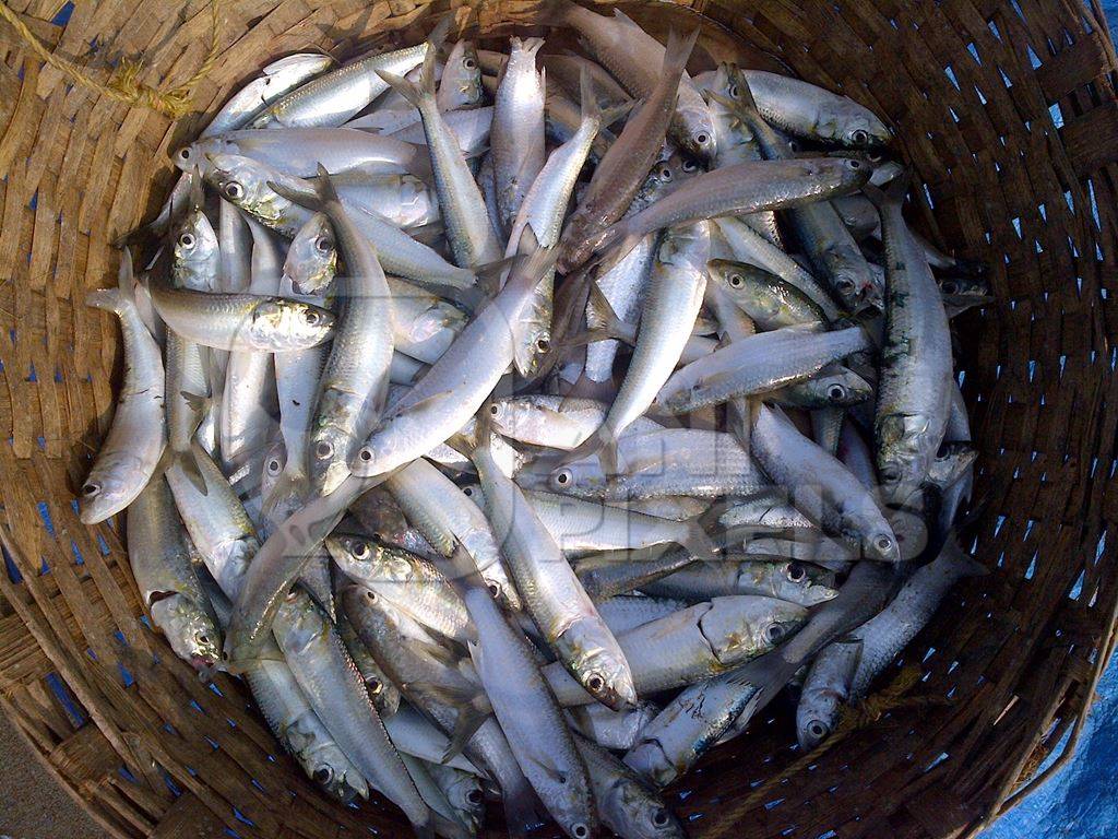 Basket of many dead silver sardine fish