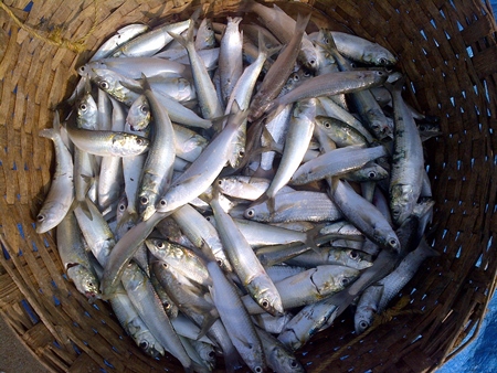 Basket of many dead silver sardine fish