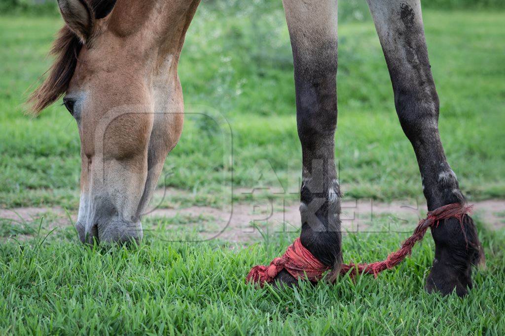 Horse with front legs tied together or hobbled together in a green field