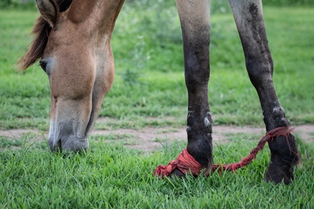 Horse with front legs tied together or hobbled together in a green field