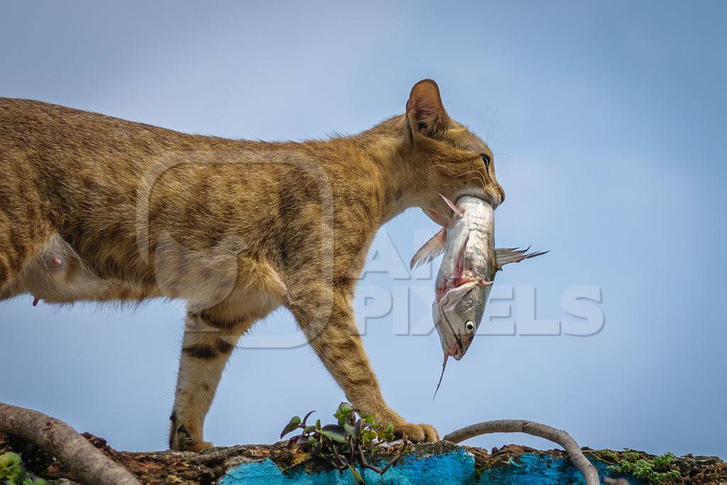 Street cat at Kochi fishing harbour in Kerala with fish in mouth