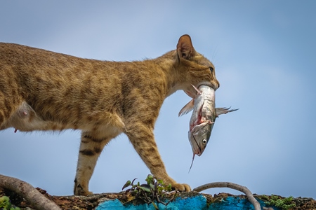 Street cat at Kochi fishing harbour in Kerala with fish in mouth