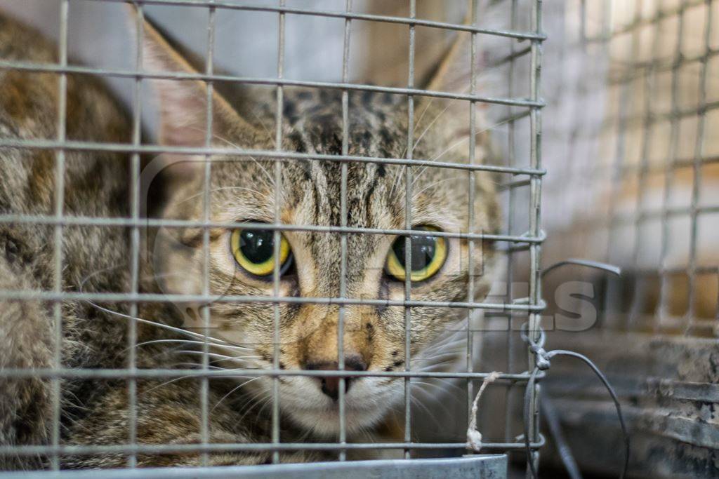 Homeless tabby cat waits at an adoption camp to get adopted