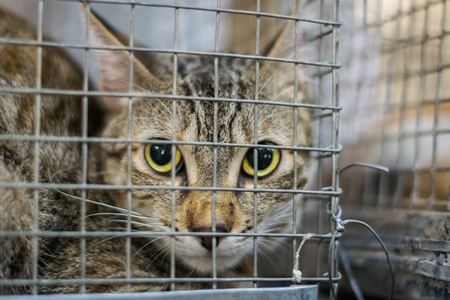 Homeless tabby cat waits at an adoption camp to get adopted