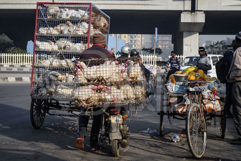 Indian broiler chickens transported in cages on a motorbike and tricycle chicken cart at Ghazipur murga mandi, Ghazipur, Delhi, India, 2022