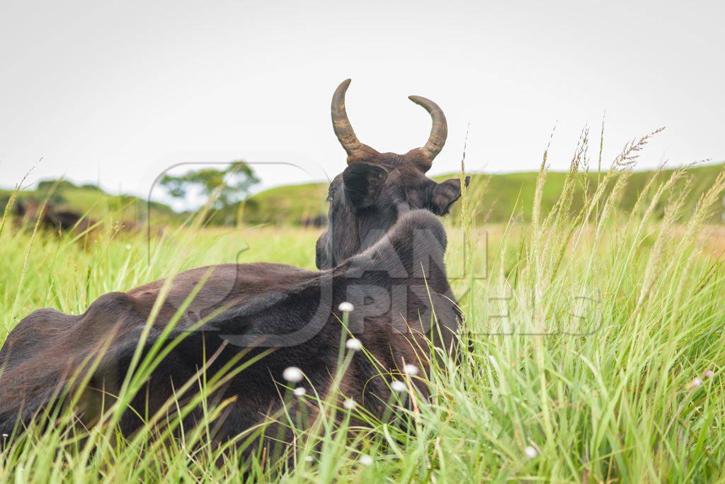 Large black cow or bull with big horns lying in the green grass in a field in a rural village