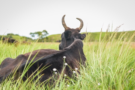 Large black cow or bull with big horns lying in the green grass in a field in a rural village
