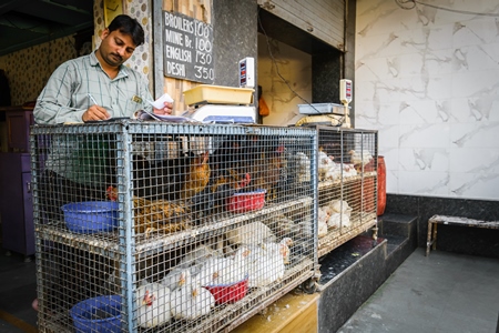 Man with cages of different breed of chickens on sale at Crawford market