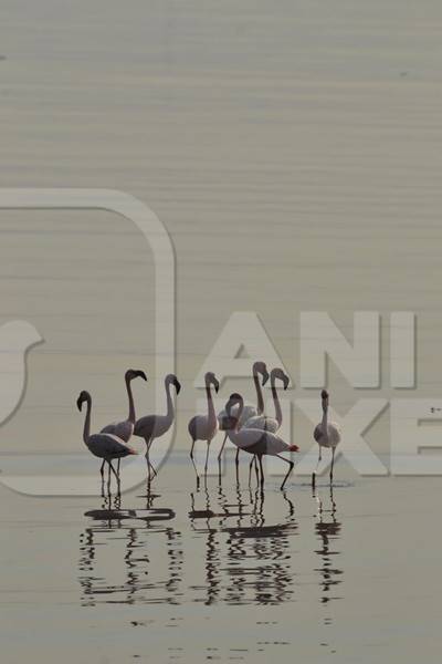 Flock of lesser flamingoes in the water