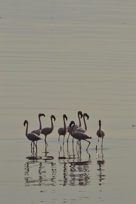 Flock of lesser flamingoes in the water