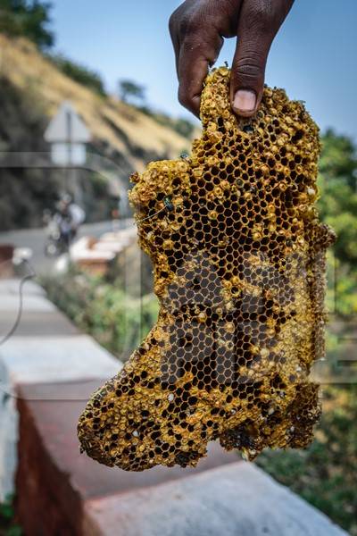 Pieces of yellow honeycomb with dead honey bees visible on sale on the side of the road