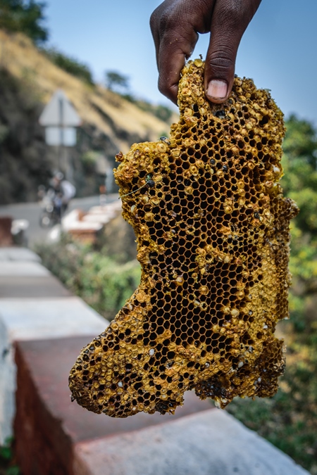 Pieces of yellow honeycomb with dead honey bees visible on sale on the side of the road