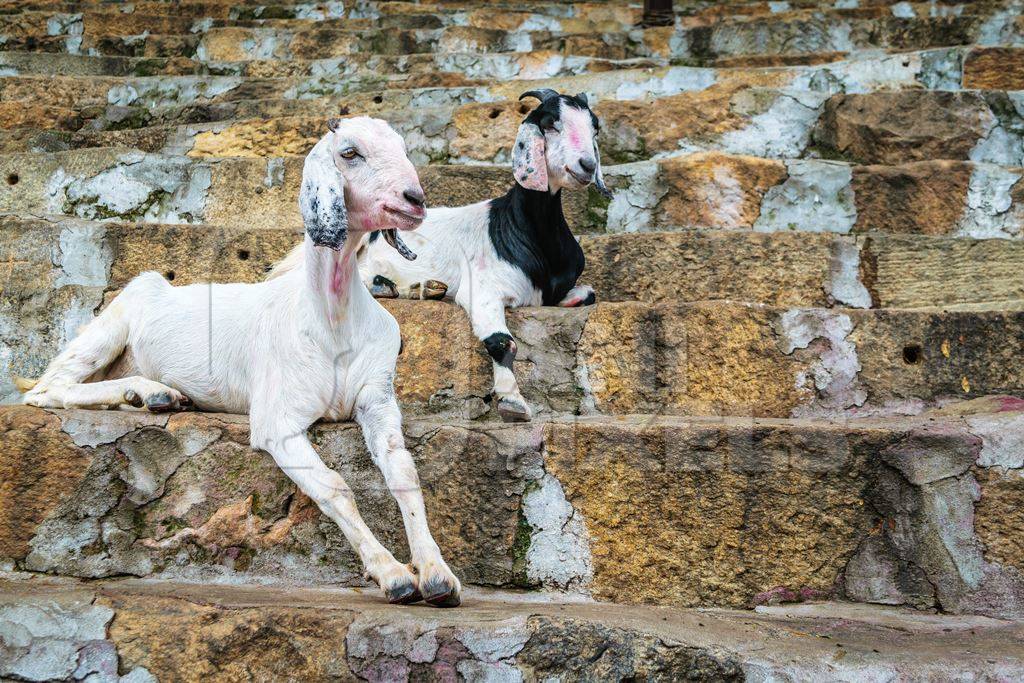 Two goats for religious sacrifice at Kamakhya temple in Guwahati in Assam