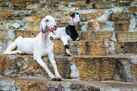 Two goats for religious sacrifice at Kamakhya temple in Guwahati in Assam