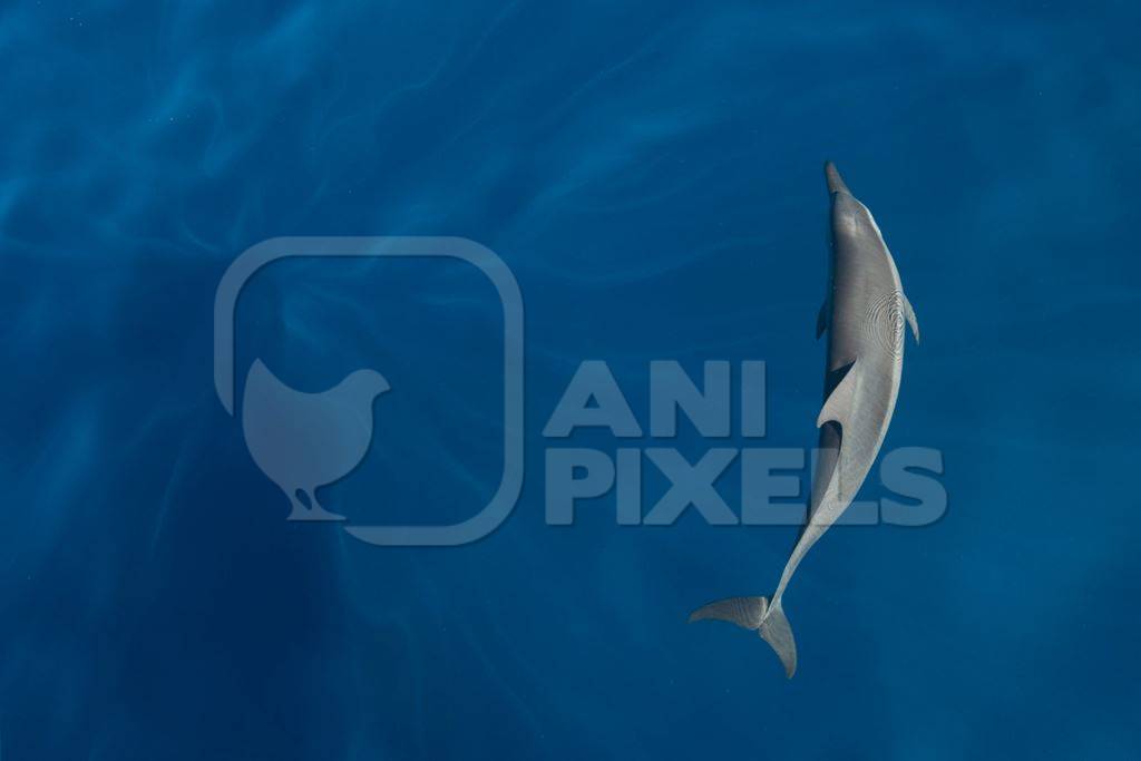 Spinner dolphin swimming in the ocean