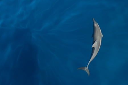 Spinner dolphin swimming in the ocean