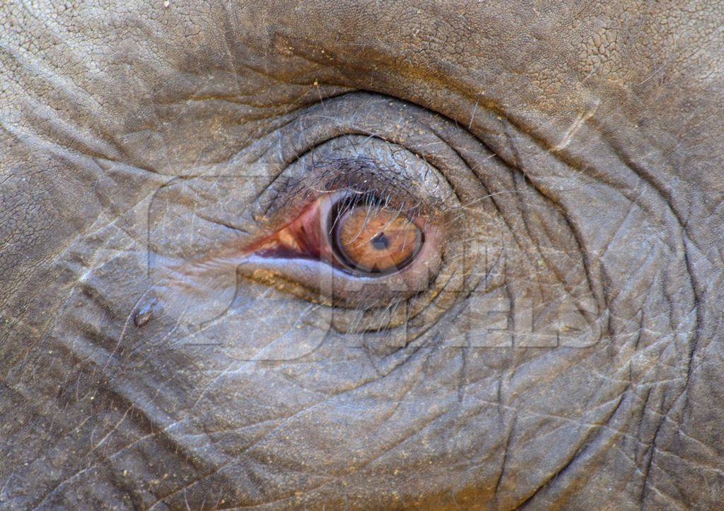 Close up of sad grey elephant eye with tear