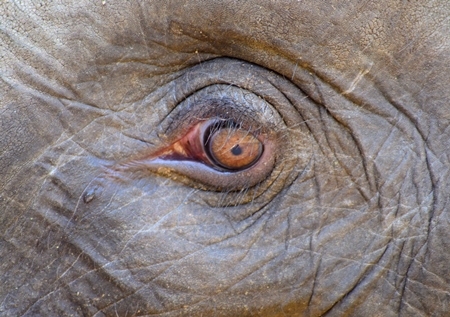 Close up of sad grey elephant eye with tear