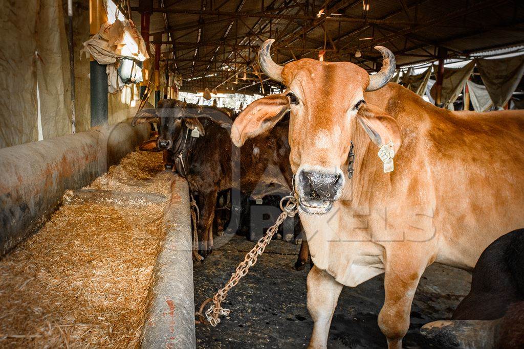 Indian cows in a gaushala, goshala or cow shelter that also sells dairy products, Ghazipur, Delhi, India, 2022