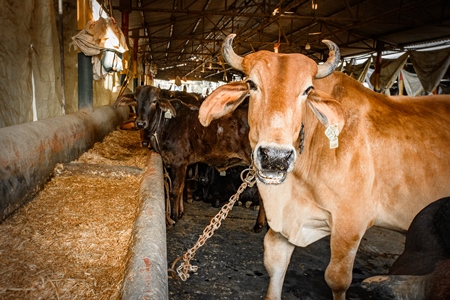 Indian cows in a gaushala, goshala or cow shelter that also sells dairy products, Ghazipur, Delhi, India, 2022