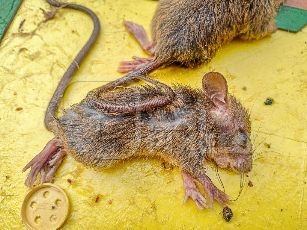 Indian brown house mice caught on inhumane sticky glue trap, India, 2022