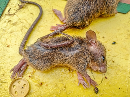 Indian brown house mice caught on inhumane sticky glue trap, India, 2022