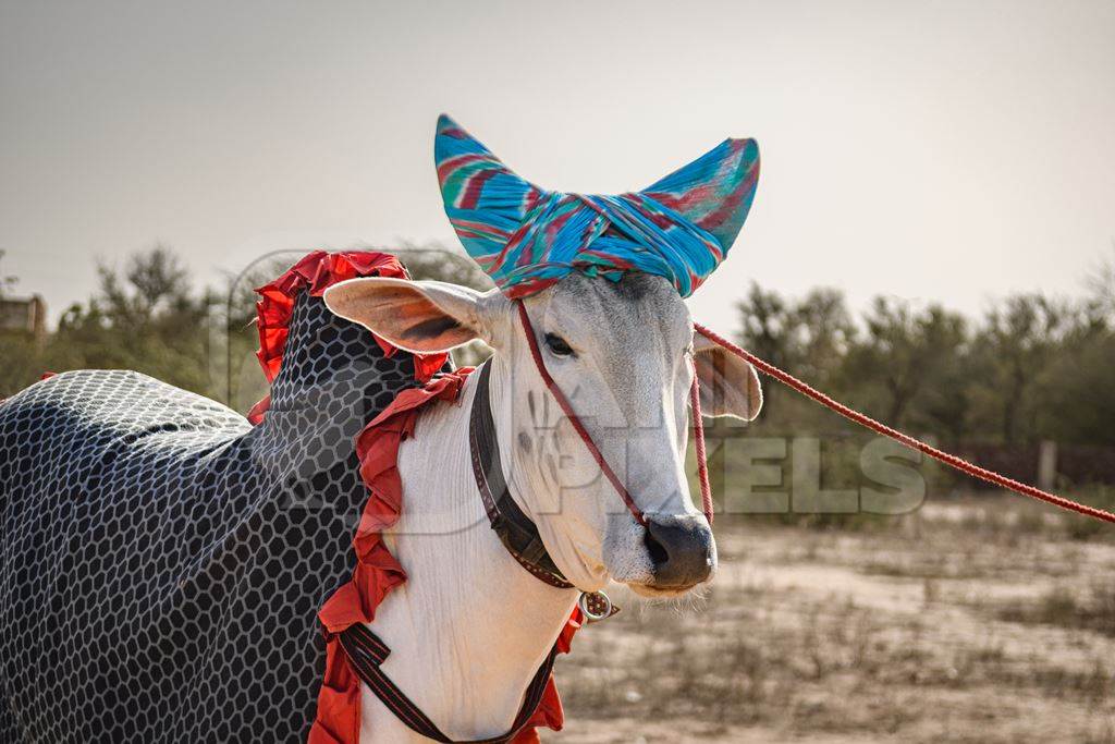 White Indian cows or bullocks at Nagaur Cattle Fair, Nagaur, Rajasthan, India, 2022