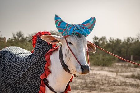 White Indian cows or bullocks at Nagaur Cattle Fair, Nagaur, Rajasthan, India, 2022