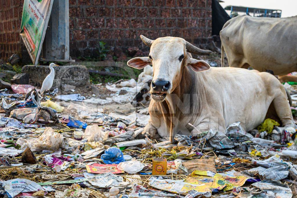 Indian street cows eating garbage on garbage dump on beach in Malvan, Maharashtra, India, 2022