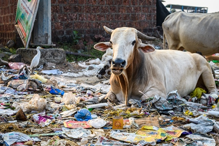 Indian street cows eating garbage on garbage dump on beach in Malvan, Maharashtra, India, 2022