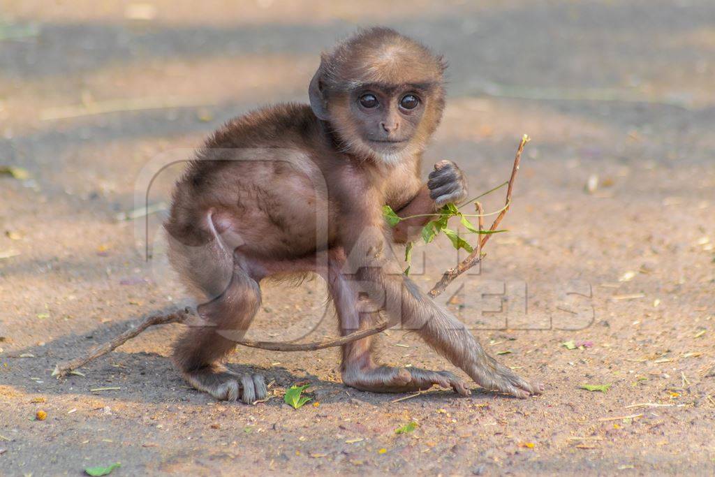 Small cute baby Indian gray or hanuman langur monkey with branch in Mandore Gardens in the city of Jodhpur in Rajasthan in India