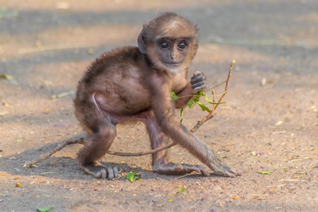 Small cute baby Indian gray or hanuman langur monkey with branch in Mandore Gardens in the city of Jodhpur in Rajasthan in India