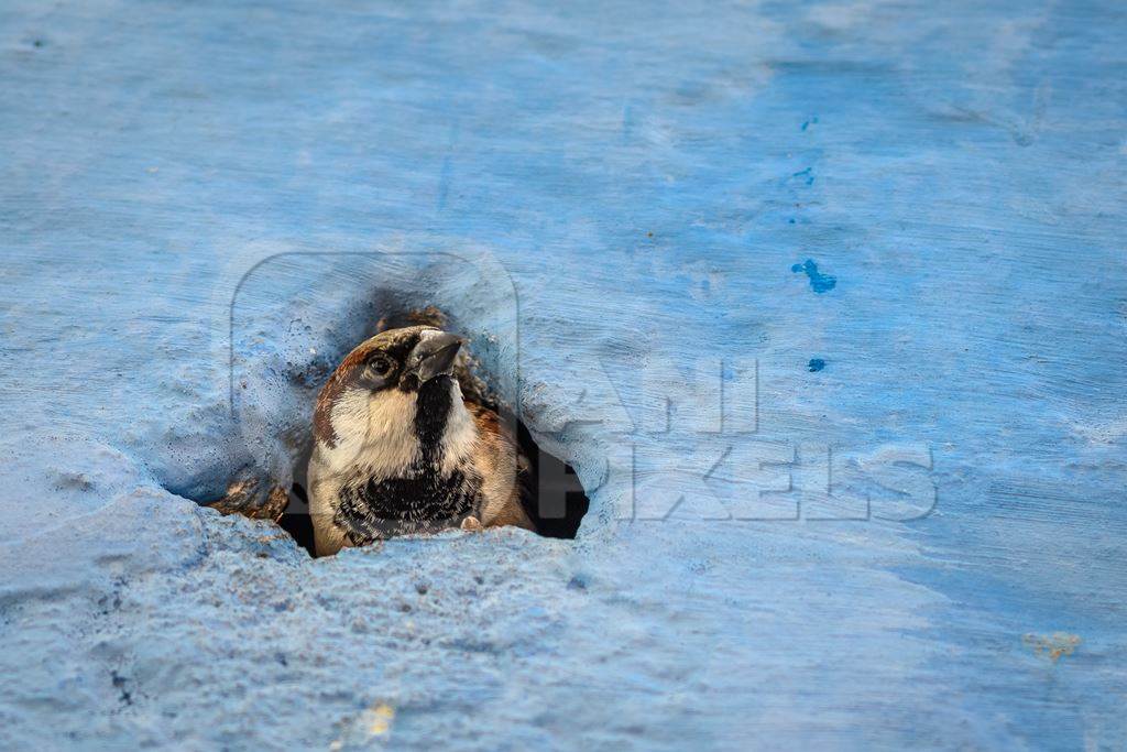 Indian house sparrow birds making nests in small holes in the walls of blue houses in the urban city of Jodhpur, Rajasthan, India, 2022