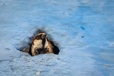 Indian house sparrow birds making nests in small holes in the walls of blue houses in the urban city of Jodhpur, Rajasthan, India, 2022