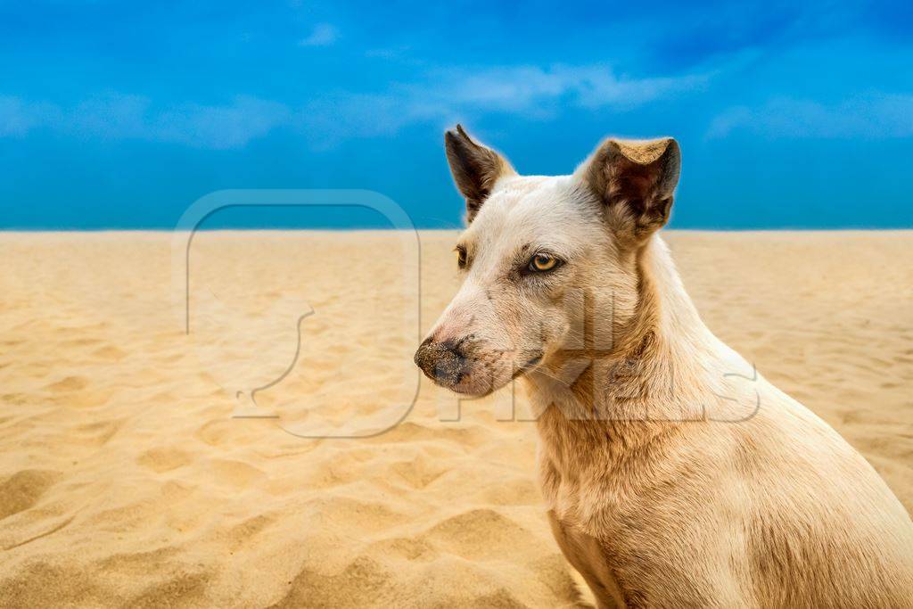 Indian stray street dog on the beach in Goa with yellow sand and blue sky background