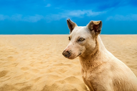 Indian stray street dog on the beach in Goa with yellow sand and blue sky background