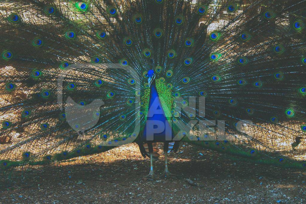 Beautiful blue peacock bird fanning his tail