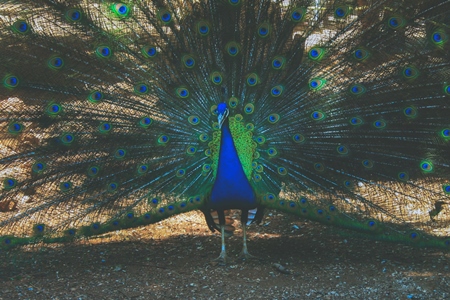 Beautiful blue peacock bird fanning his tail