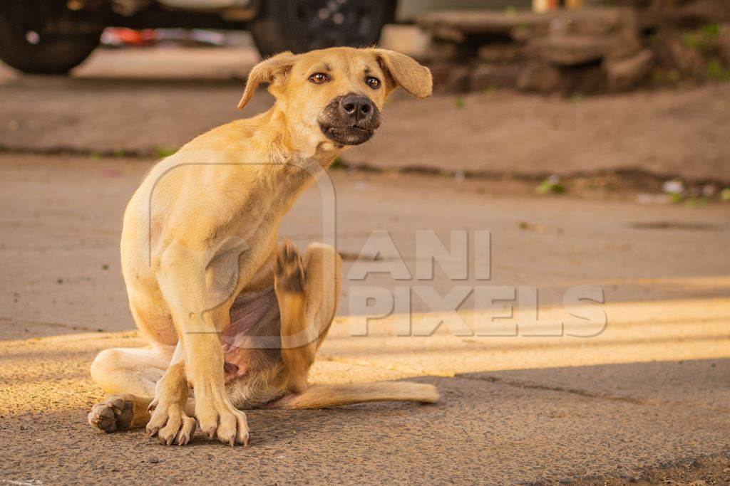 Indian stray or street puppy dog or Indian pariah puppy dog scratching and itching in urban city in Maharashtra, India, 2021