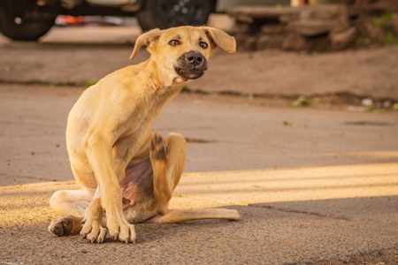 Indian stray or street puppy dog or Indian pariah puppy dog scratching and itching in urban city in Maharashtra, India, 2021